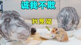 猫的饭桌上混进个不得了的东西！猫和老鼠诚我不欺！