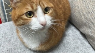 Mèo|Những hành động ngốc nghếch khó hiểu của mèo cam