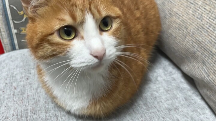 Kucing|Perilaku Aneh Kucing Oranye