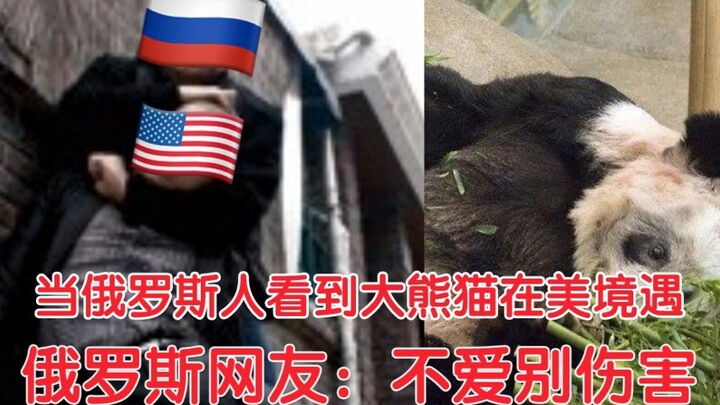 Khi người Nga nhìn thấy hoàn cảnh khó khăn của chú gấu trúc khổng lồ Yaya ở Mỹ, họ rất đau lòng và t