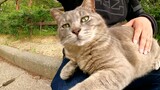 一只肥灰色的猫坐在人的大腿上放松