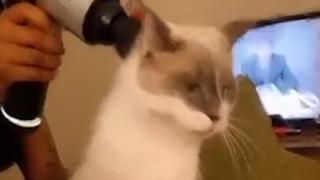 The Funniest Cat Videos on the Internet phần 2