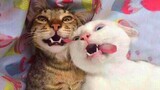 Looking for a LAUGH? The funniest CATS exactly for you!