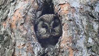 猫头鹰又称夜猫子，15种猫头鹰叫声，哪种听起来像鬼笑声？