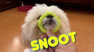 Shih Tzu Tries to Do The Snoot Challenge Once Again ( Cute Dog Video)