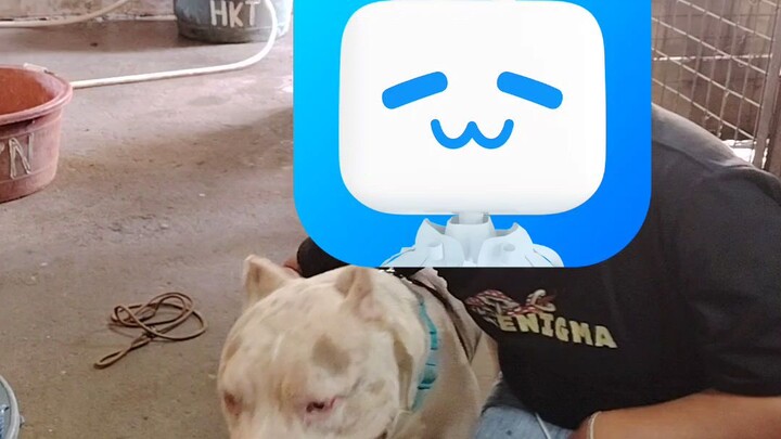 Xl American bully