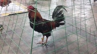 limber Double K GameFowl