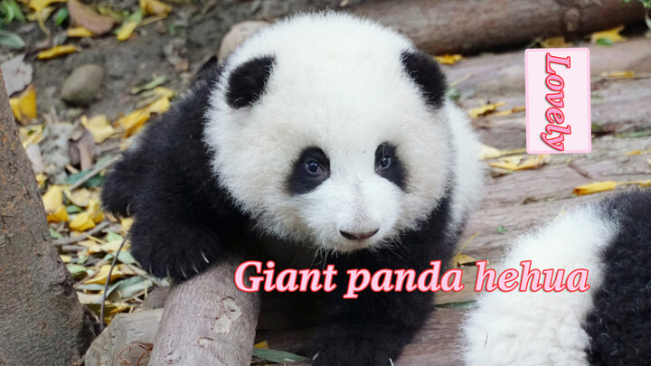 He Hua the panda is too cute!