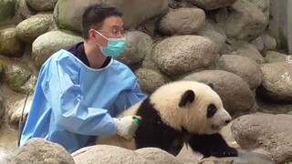 【大熊猫和花】奶爸，你放开我，我要去帮奶妈干活