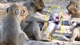 Stop stop! Big monkey 4 is beating and bite baby Dax violently  Dax very hurt cry and try escaping b