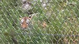 "Kelakuan terkanek"Kisah Famous Tiger Family In Korea Cat Tiger(Gonparazzi) part 6