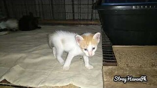 Furbabies,kittens are all bigger,see how kittens scape at the end (sorry for the kids noise outside)