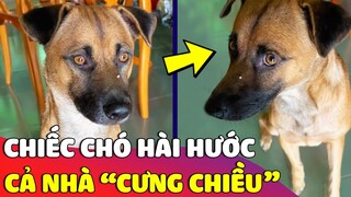 Chiếc cún đáng yêu được cả nhà 'YÊU THƯƠNG' như con ruột 😅 Gâu Đần