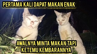 Masya Allah Kucing Jalanan Sakit Kelaparan Datang Sendiri Ke Basecamp Cats Lovers Tv..!