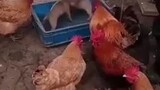 Chickens bet on dogs