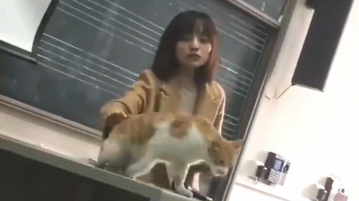 Kucing yang suka belajar di kelas