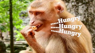 Hungry....Hungry....Strange Pigtail​ Monkey​ Rolex​ High Activity To Find Food