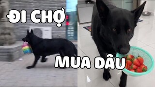 BÉ MẶP hiểu chuyện phải chiếu cố cuộc sống của người cha già | Pets TV