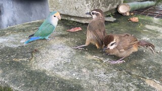 [Vlog động vật] Chú chim xuất hiện với dáng bộ khá đê tiện
