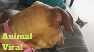 💥The Cute Animals Viral Weekly😂💥of 2020 | Funny Animal Videos💥👌