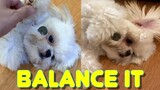 Cute Shih Tzu Puppy Tries to Balance Food Near His Mouth