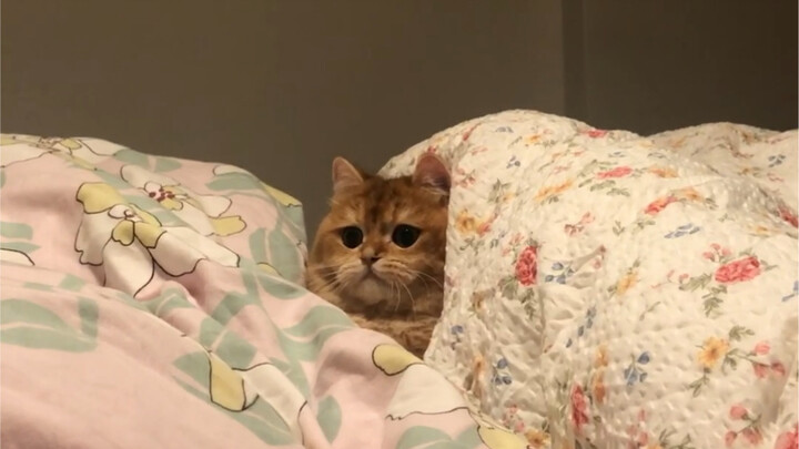 [ไล่ระดับสีทอง] แมวไม่สามารถเปิดผ้าห่มไฟฟ้าได้