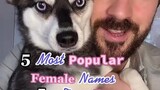 send to someone with one of these names LearnOnTikTok tiktokdogs dognames