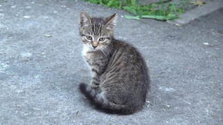 Kittens with mother and guests came