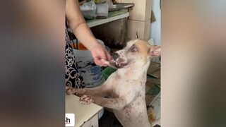 Chú chó thông minh biết nhận tiền khách cho chủ trả 100tr không bán. Full tại kênh YouTube: Vnews24h vnews24h chothongminh chophuquoc yeuchomeo