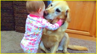 Cute Babies Playing With Pets  - Funny Baby and Pet