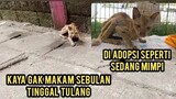 Astagfirullah Kucing Udah Struk Kurus Kering Menangis Di Jalanan Minta Di Adopsi..!
