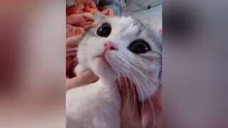 Đáng iu quá các nhà nhỉ, follow em nhé❤ cat meo catcute chomeo meocute tiktokmeo meotiktok xuhuong trend viral videomeo meodethuong