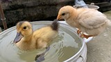 Baby Chick & Baby Duck: We're Not the Same?