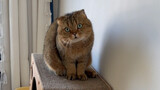 Tôi đã đặt một nhà nghỉ B&B dành cho mèo trên mạng và bên trong có một chú mèo con béo như vậy!