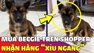 Cô gái 'ĐẶT MUA' chó Becgie trên Shoppe, đến khi nhận hàng thì 'VỠ MỘNG' vì nó lạ lắm 😂 Gâu Đần