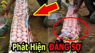 🔴Những Thứ Kì Lạ Và Bí Ẩn Vô Tình Được Phát Hiện Cơ Thể Động Vật