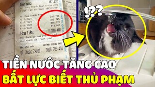 Phát hiện chú Mèo 'UỐNG NƯỚC' kiểu quý tộc khiến con Sen 'ĐAU VÍ' vì tiền nước tăng cao 😅 Gâu Đần