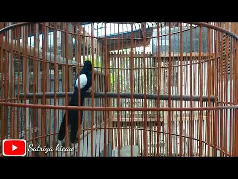 Murai Batu PASTOL ISIAN MEWAH 8 Bulan Cari Setingan