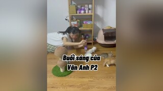 Dòng máu con sen thuần chủng chảy hừng hực trong huyết mạch Vân Anh cat mèo cute