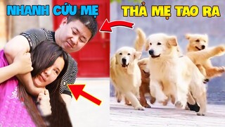 Thú Cưng Vlog | Trứng Bạc Và Trứng Vàng #43 | Chó gâu đần thông minh vui nhộn | Funny pets smart dog