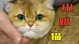 终于要有金渐层小奶猫啦！