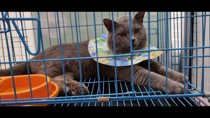 Kucing British