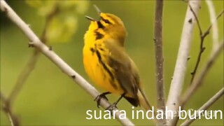 suara macam macam burung