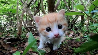 The kitten I saw in the grass was super cute!