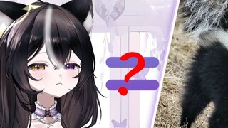 【Clarification】The anchor is not a skunk!!