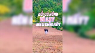 Đồi cỏ hồng Đà Lạt nên đi tháng mấy?