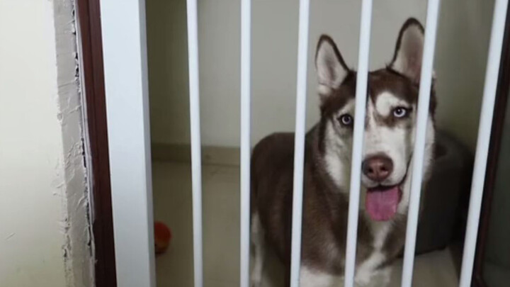 Husky: Chưa có kẻ nào đủ tuổi ám sát ông đây!