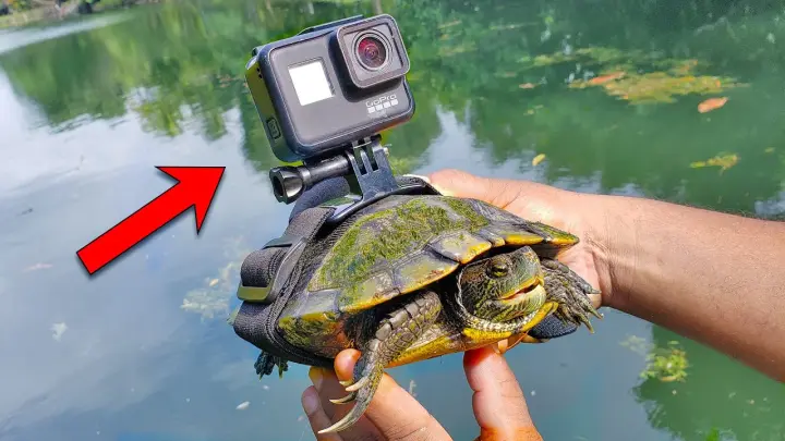 BEST GoPro on a Turtle! Swimming Underwater