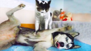 Funniest Cats And Dogs Videos 🐶😹 Funny Animals Compilation 😂