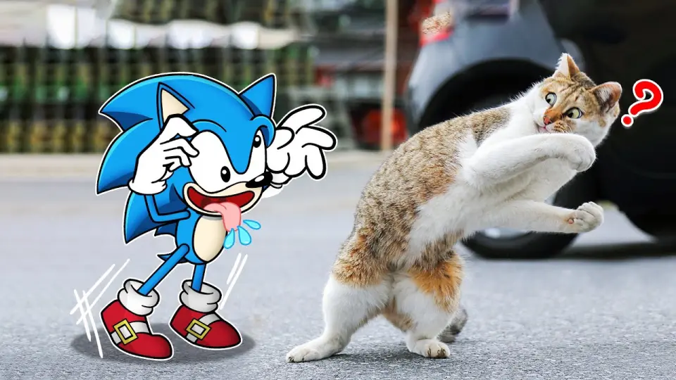 Don't tease me !! Sonic vs Cat Funny Moments | Funniest Cats And Dogs Videos - Woa Doodland - Bilibili Don't tease me !! Sonic vs Cat Funny Moments | Funniest Cats And Dogs Videos - Woa Doodland - Bilibili